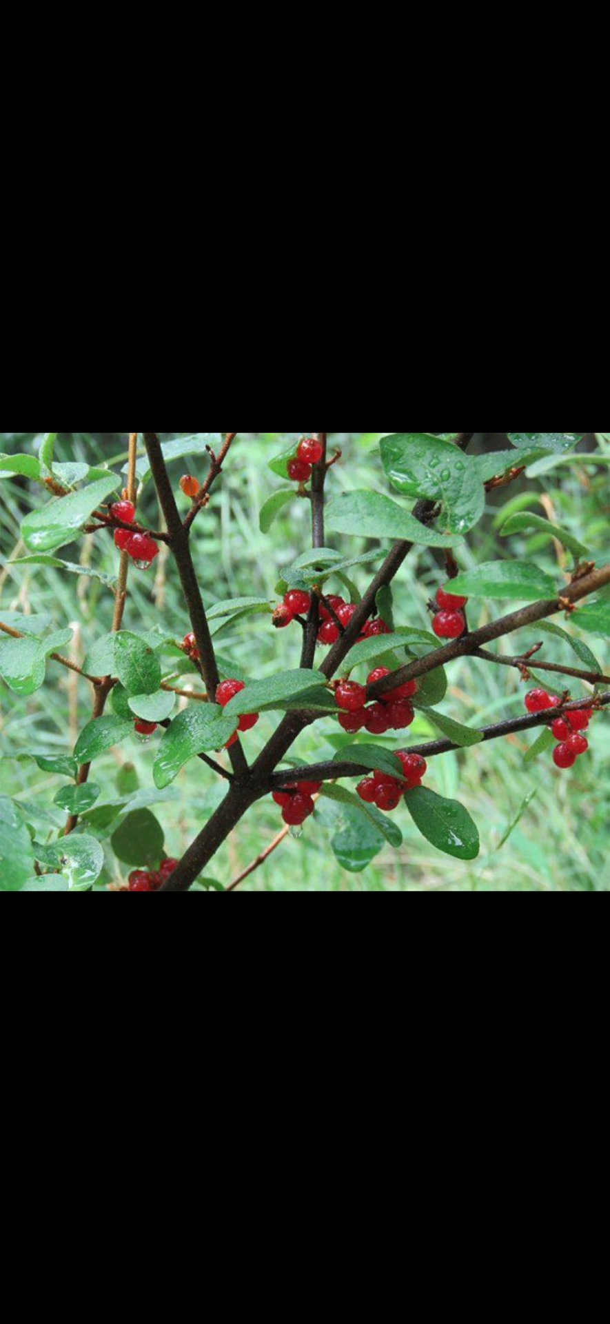 Wild berries, Syilx (Okanagan) territory.